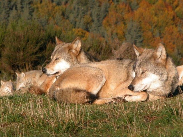 Best animal attractions in France, Mongolian Wolves, Copyright Sylvain Macci