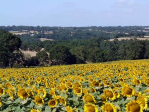 Sunflowers in the countryside surrounding Gites les Chaffauds