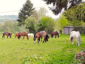 Bannerie The Lodge Gite, Calvados horses