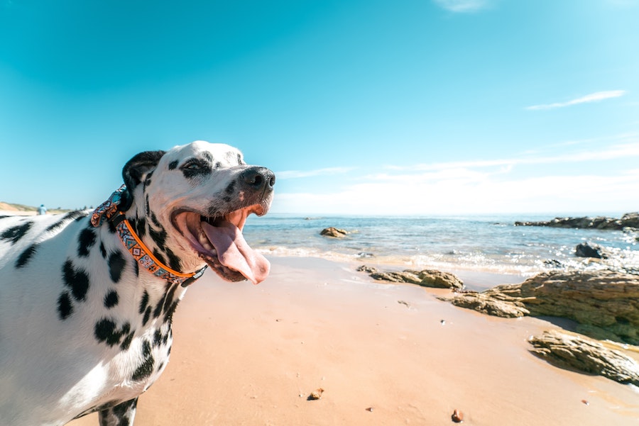 dog friendly beaches in France